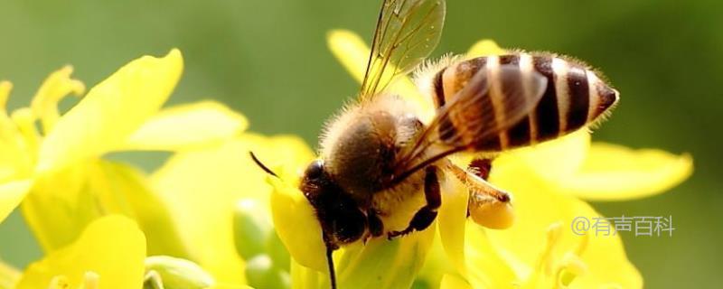 蜜蜂分家如何采取措施收复，附详细的蜂群管理