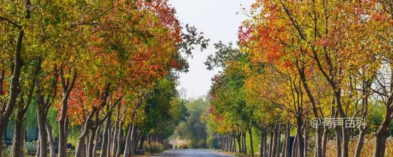 乌桕的叶子是掉落的吗？乌桕种植高产的技术分