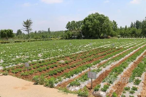 种植花生需不需要使用地膜？