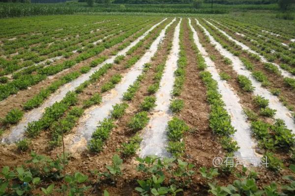 种植花生需不需要使用地膜？