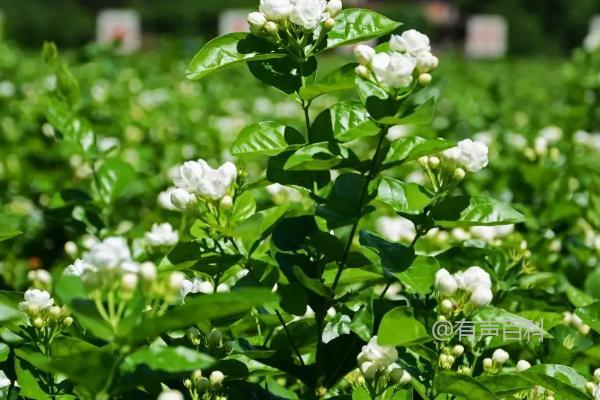 养护茉莉花的技巧及注意事项