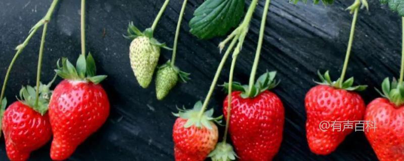 香野草莓品种特点及介绍