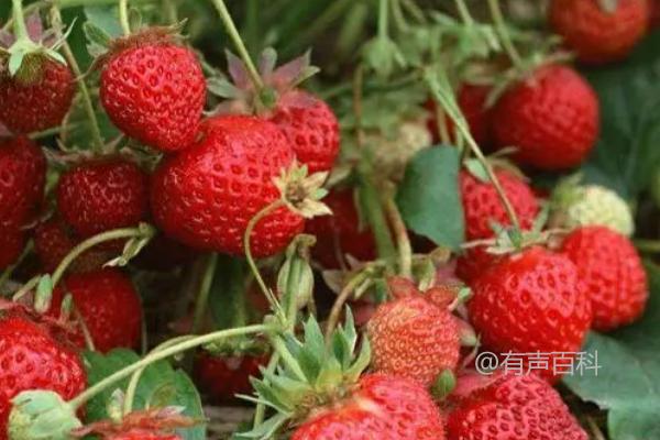 香野草莓品种特点及介绍