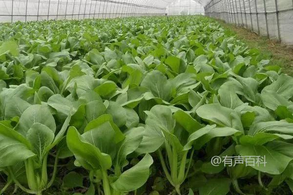 菜苗立枯病病因分析：丝核菌引起