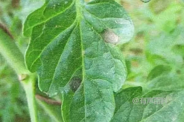 如何有效防治麻山药细菌性疫病？推荐使用农用链霉素作为防治药物