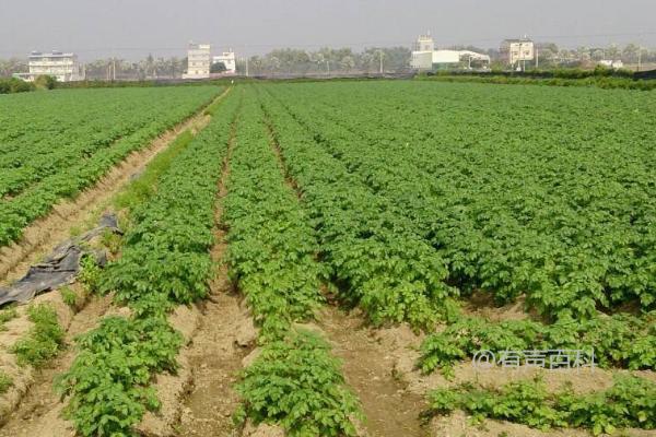 如何有效防治麻山药细菌性疫病？推荐使用农用链霉素作为防治药物