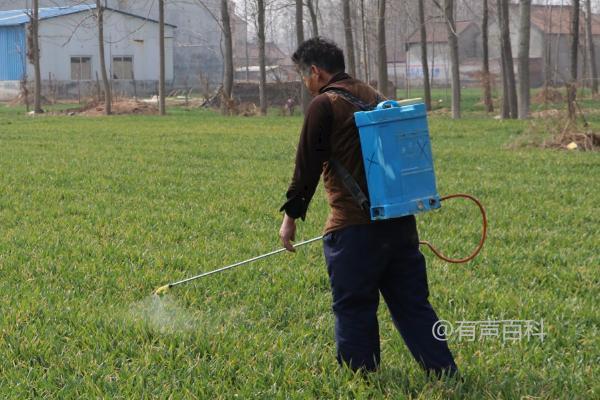 小麦赤霉病防治技术：如何选择抗病良种，合理使用播前药剂拌种