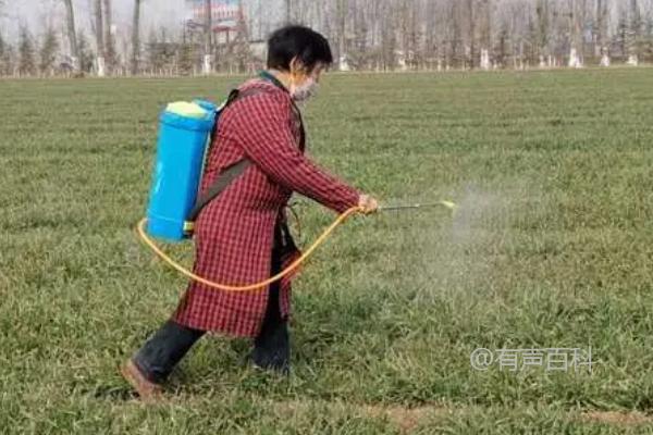 小麦赤霉病防治技术：如何选择抗病良种，合理使用播前药剂拌种